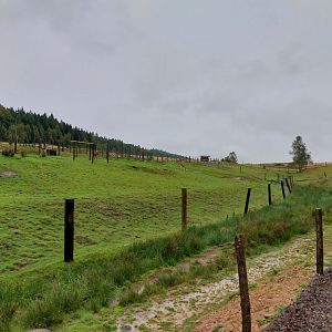 Zoo Łączna - Pastures for Alpaca and Guanaco (Lama guanicoe)