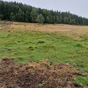 Zoo Łączna - Dybowski Deer (Cervus nippon hortulorum) enclosure