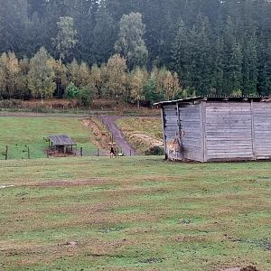 Zoo Łączna -  Common Fallow Deer (Dama dama) and European Mouflon (Ovis orientalis musimon) enclosure