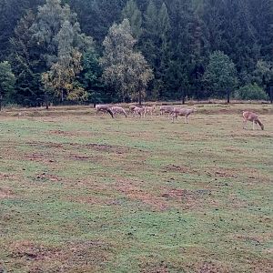 Zoo Łączna - Pere David's Deer (Elaphurus davidianus) enclosure