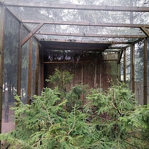 Zoo Łączna - Earasian Eagle-owl (Bubo bubo) aviary