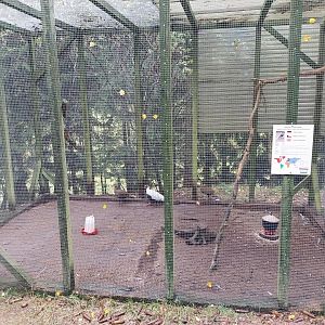 Zoo Łączna - Silvery Pheasant (Lophura nycthemera) aviary