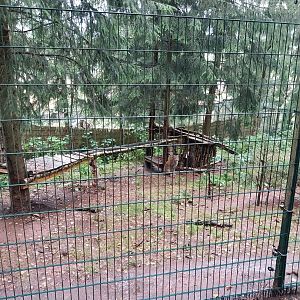 Zoo Łączna - Northern Lynx (Lynx lynx lynx) enclosure