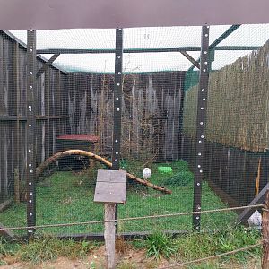 Zoo Łączna - Pheasantry - Snowy Owl (Bubo scandiacus) aviary