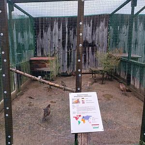 Zoo Łączna - Pheasantry - Common Pheasant (Phasianus colchicus)