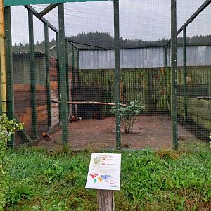 Zoo Łączna - Pheasantry - Golden Pheasant (Chrysolophus pictus) aviary