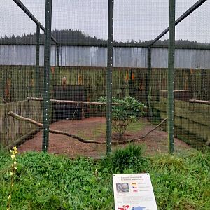 Zoo Łączna - Pheasantry - Wallich Pheasant (Castreus wallichii) aviary