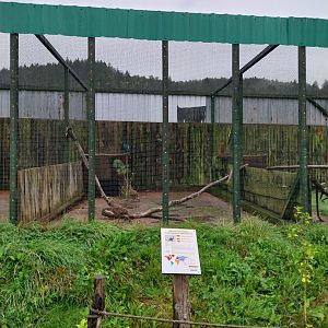 Zoo Łączna - Pheasantry - Himalayan Monal (Lophophorus impeyanus) aviary