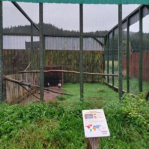 Zoo Łączna - Pheasantry - Blue Eared-pheasant (Crossoptilon auritum) aviary