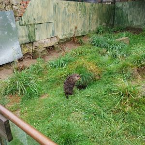 Zoo Łączna - Groundhog (Marmota monax)