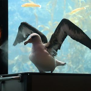 Laysan Albatross (Phoebastria immutabilis)