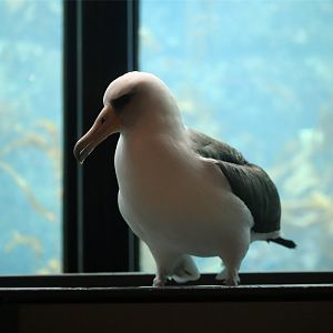 Laysan Albatross (Phoebastria immutabilis)