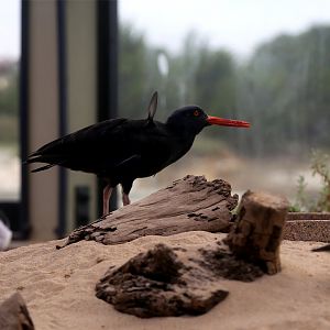 Black Oystercatcher (Haematopus bachmani)