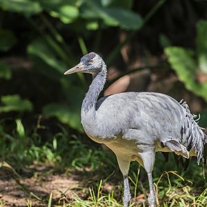Common crane (Grus grus)