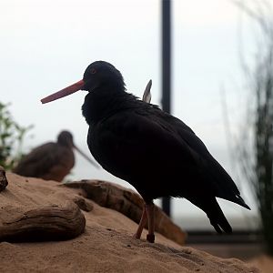 Black Oystercatcher (Haematopus bachmani)