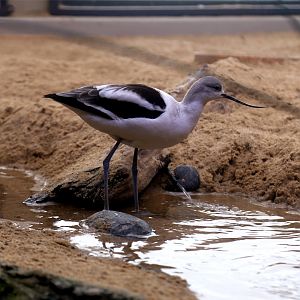 American Avocet (Recurvirostra americana)