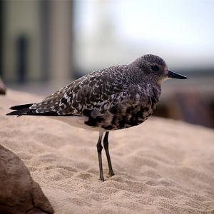 Grey Plover (Pluvialis squatarola)