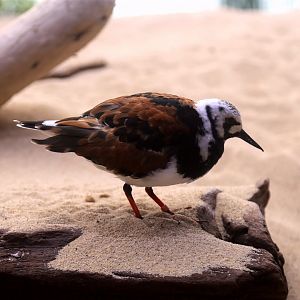 Ruddy Turnstone (Arenaria interpres)