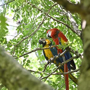 Aviary - Blue-and-yellow Macaw (Ara ararauna) and Scarlet Macaw (Ara macao)