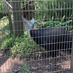 Southern Cassowary in a 3rd exhibit (actually 1 of 3 exhibits next to eachother) adjacent to female Eastern Grey Kangaroo walkthrough