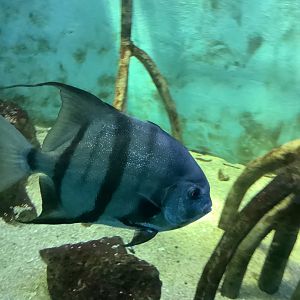 Atlantic Spadefish (Chaetodipterus faber)