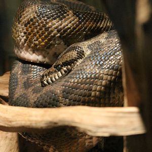 Carpet Python (Morelia spilota)
