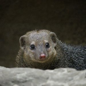 Common Kusimanse (Crossarchus obscurus)