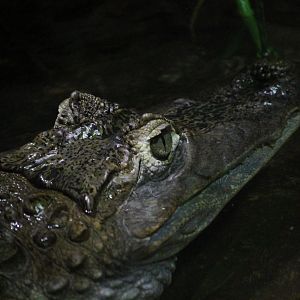 Spectacled Caiman (Caiman crocodilus)