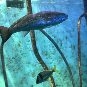 Red Drum (Sciaenops ocellatu) (top), Porkfish (Anisotremus virginicus), and Atlantic Spadefish, (Chaetodipterus faber) (bottom)