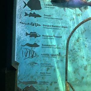 Aquarium tank species list.