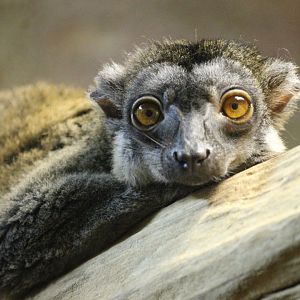 Brown Lemur (Eulemur fuscus)