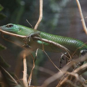 Emerald tree skink (Lamprolepis smaragdina)