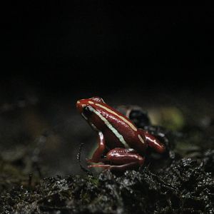 Anthony’s dart frog (Epipedobates anthonyi)