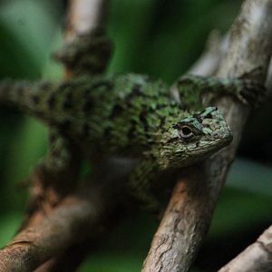 Emerald Swift (Sceloporus malachiticus)