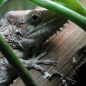 Western bearded anole (Anolis barbatus)