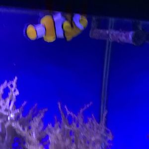 Percula Clownfish (Amphiprion percula)