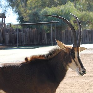 Sable (Hippotragus niger)
