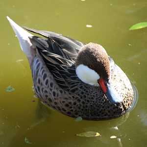 Bahamas Pintail (Anas bahamensis)