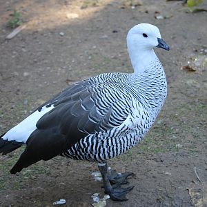 Upland Goose (Chloephaga picta)