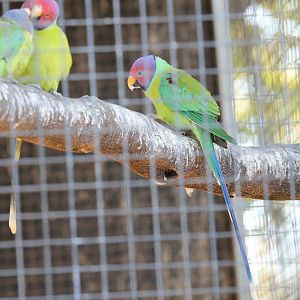 Plum-headed Parakeet (Psittacula cyanocephala)