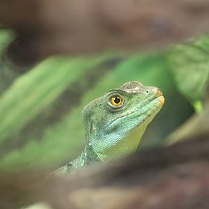 Green basilisk (Basiliscus plumifrons)