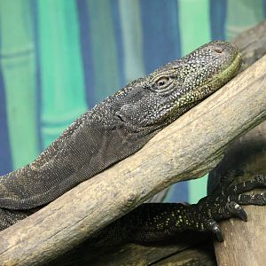 Crocodile monitor (Varanus salvadori)
