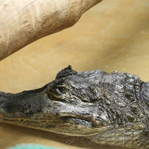 Spectacled Caiman (Caiman crocodilus)