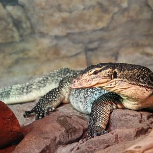 Asian Water Monitor (Varanus salvator)