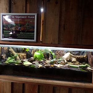 Giant african land snail terrarium in bat house 14.10.23
