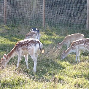 Fallow deer in farm area 14.10.23