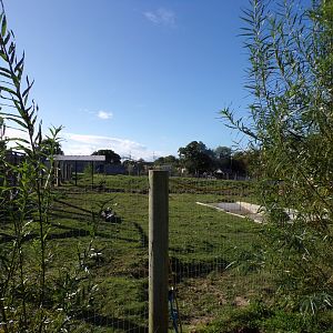 Capybara and Brazillian tapir enclosure 14.10.23