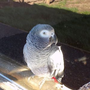 African grey 14.10.23
