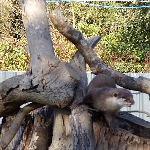 Asian short-clawed otter elevated 14.10.23