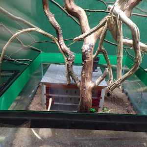 Leafcutter ant enclosure 14.10.23